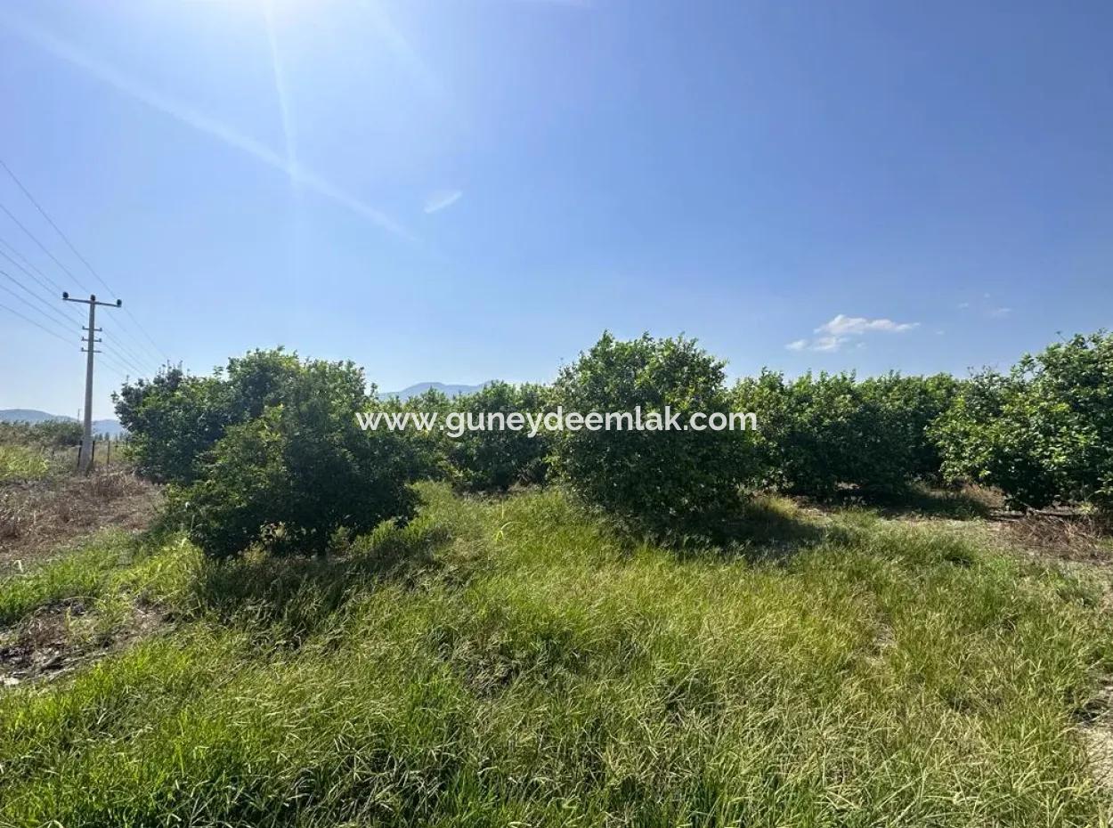15 000 M2 Lemon Orchard For Sale In Eskiköy, Dalyan