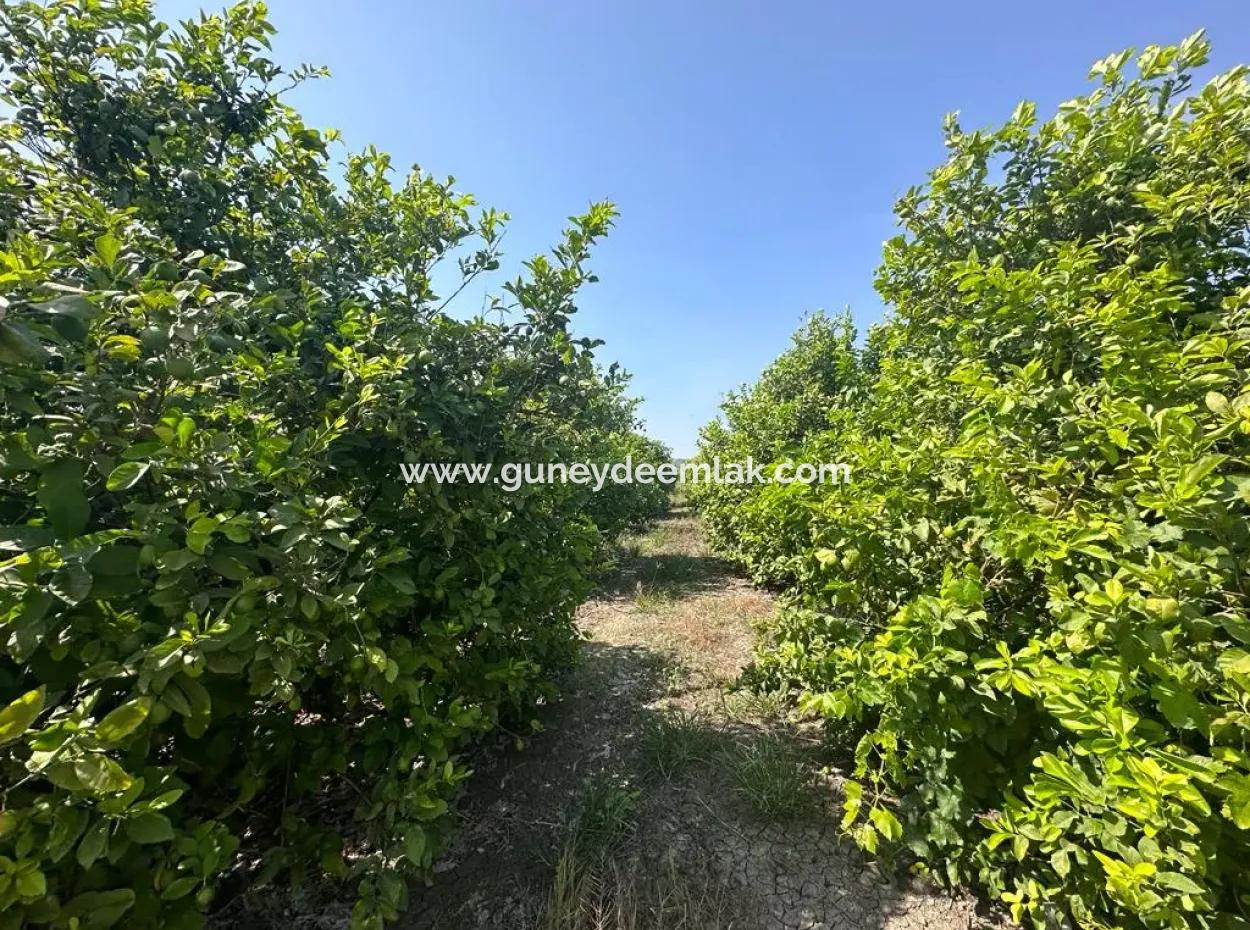 15 000 M2 Lemon Orchard For Sale In Eskiköy, Dalyan