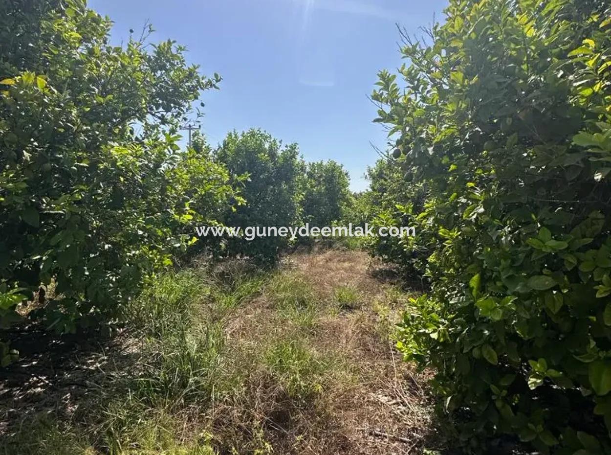 15 000 M2 Lemon Orchard For Sale In Eskiköy, Dalyan