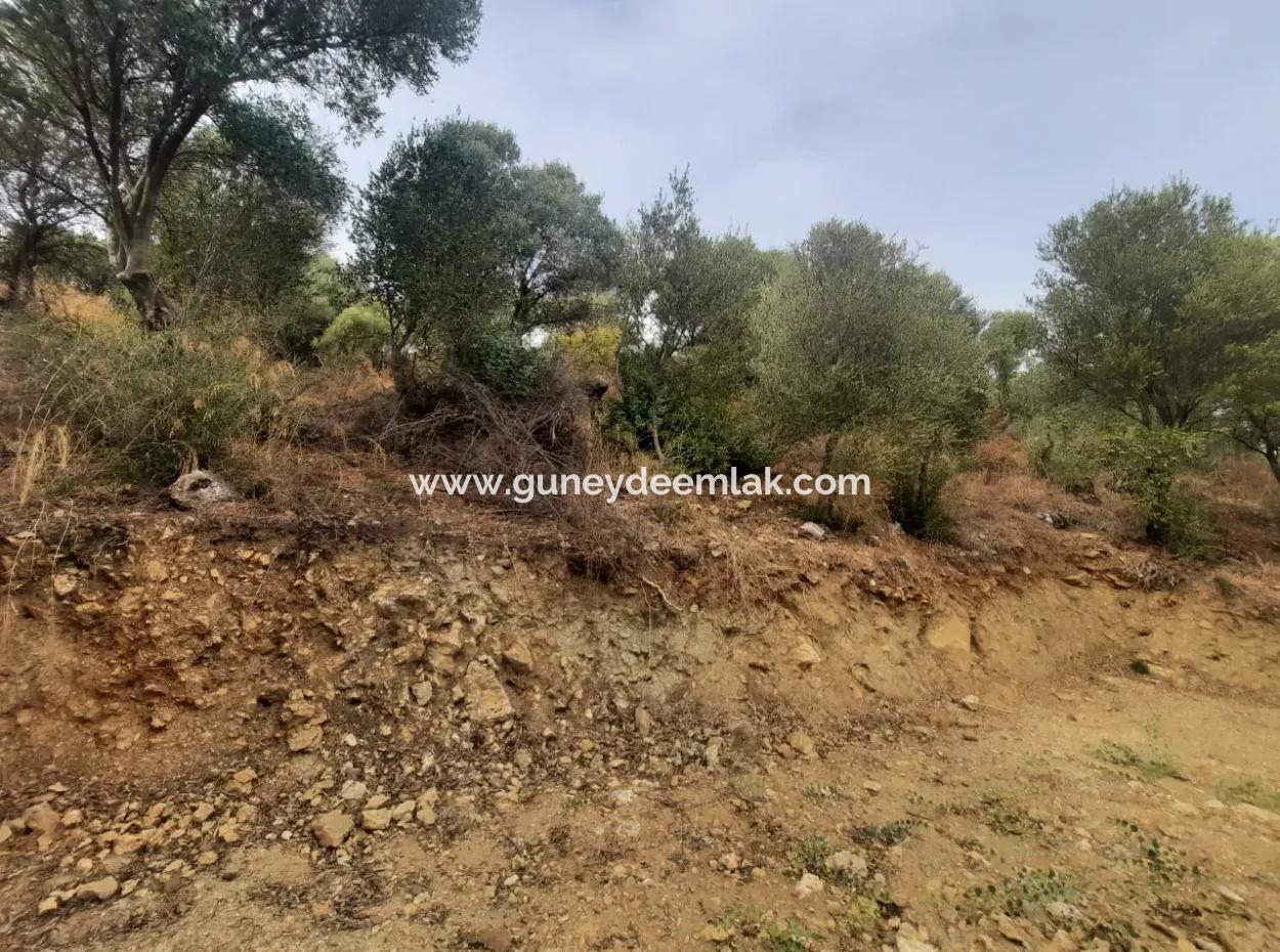 2 500 M2 Treasury Land In Eskiköy Possession Right Will Be Transferred Or Vehicle Exchanged