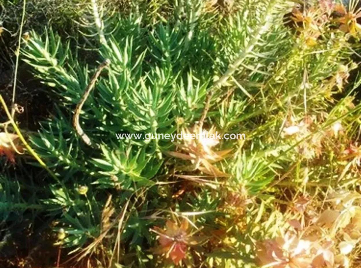 Land With Sea View For Sale At Boğaziçi Seydikemer