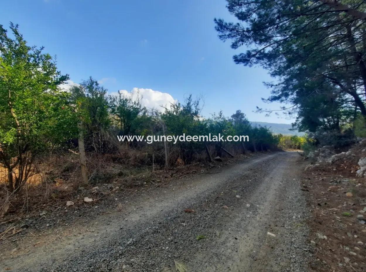 Ortaca Mergenlide Bargain For Sale 10.000 M2 Pomegranate Garden For Sale