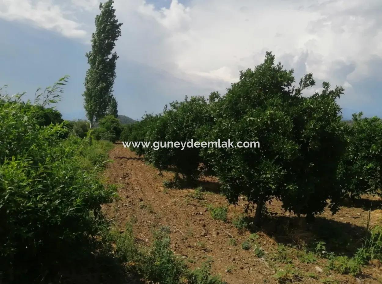 Farm For Sale In Köyceğiz Beyoba Bargain