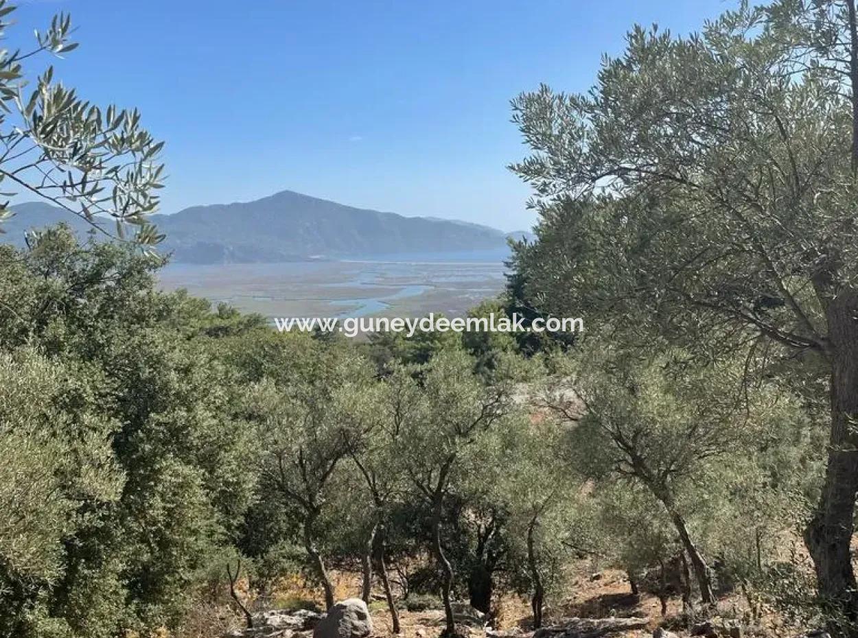 5000 M2 2B Field For Sale