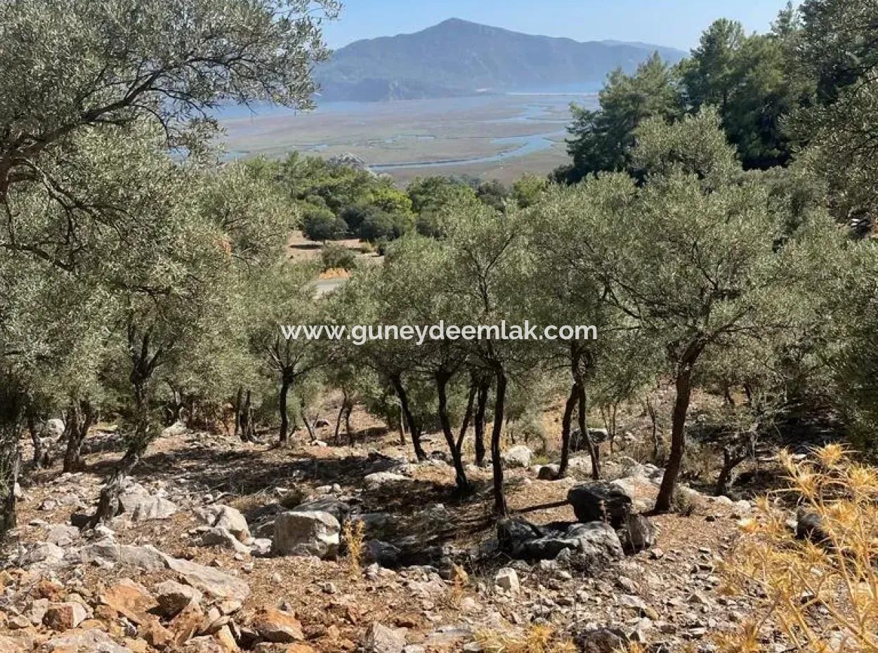 5000 M2 2B Field For Sale