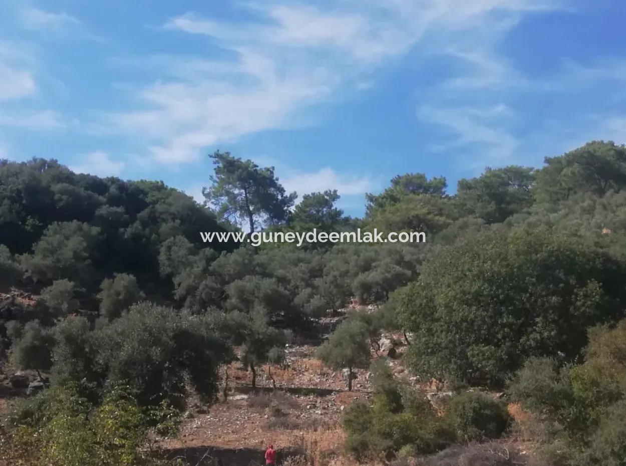 5000 M2 2B Field For Sale