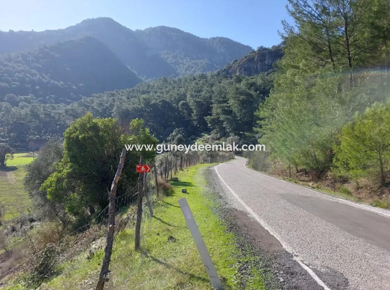 Muğla Dalyan Gökbelde 13 200 M2 Detached Title Deed Olive Grove For Sale