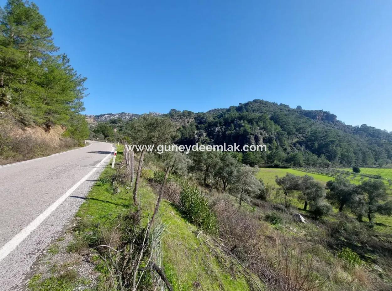 Muğla Dalyan Gökbelde 13 200 M2 Detached Title Deed Olive Grove For Sale