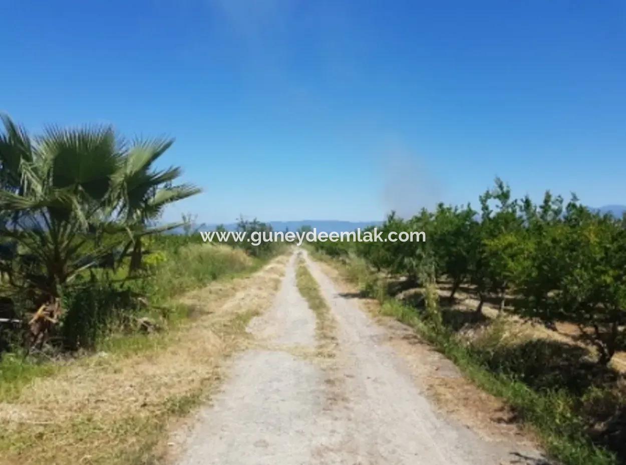 Garden Of Pomegranates For Sale In Dalyan