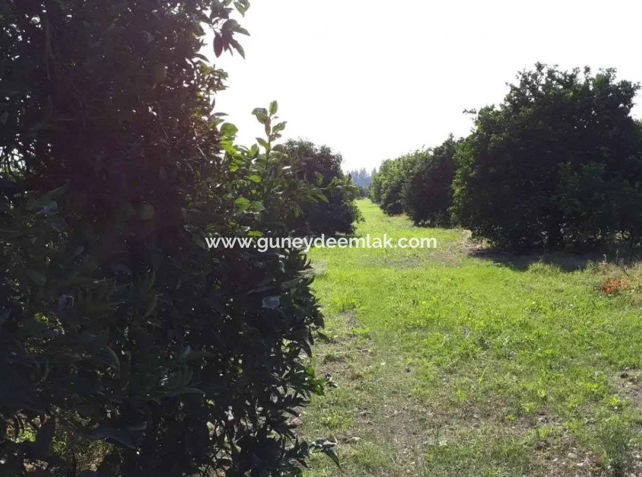 Tepearasi Bargain For Sale In Orange Grove