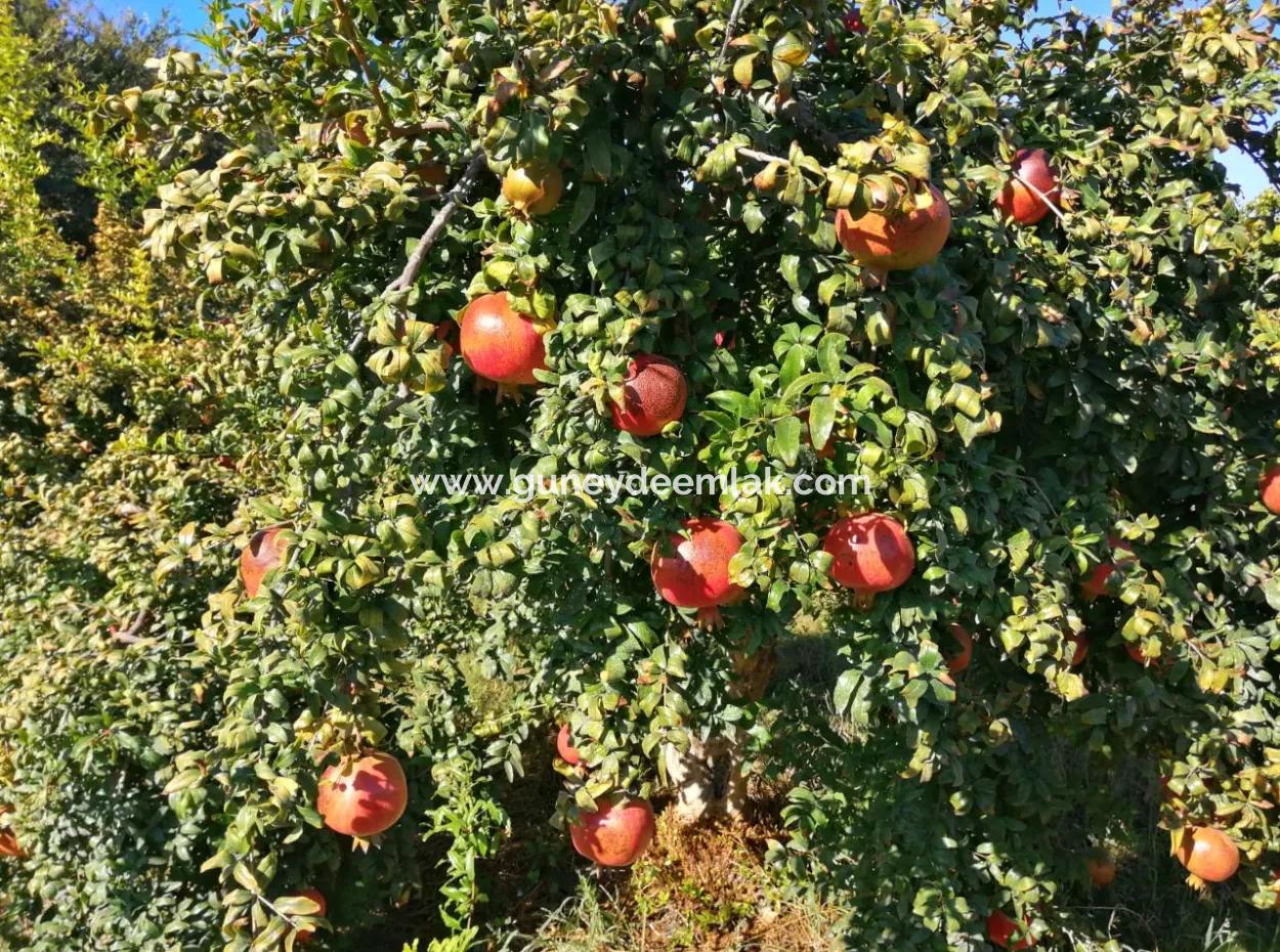 Pomegranate Field With 9831 M2 Share In Ortaca Mergenlide For Sale