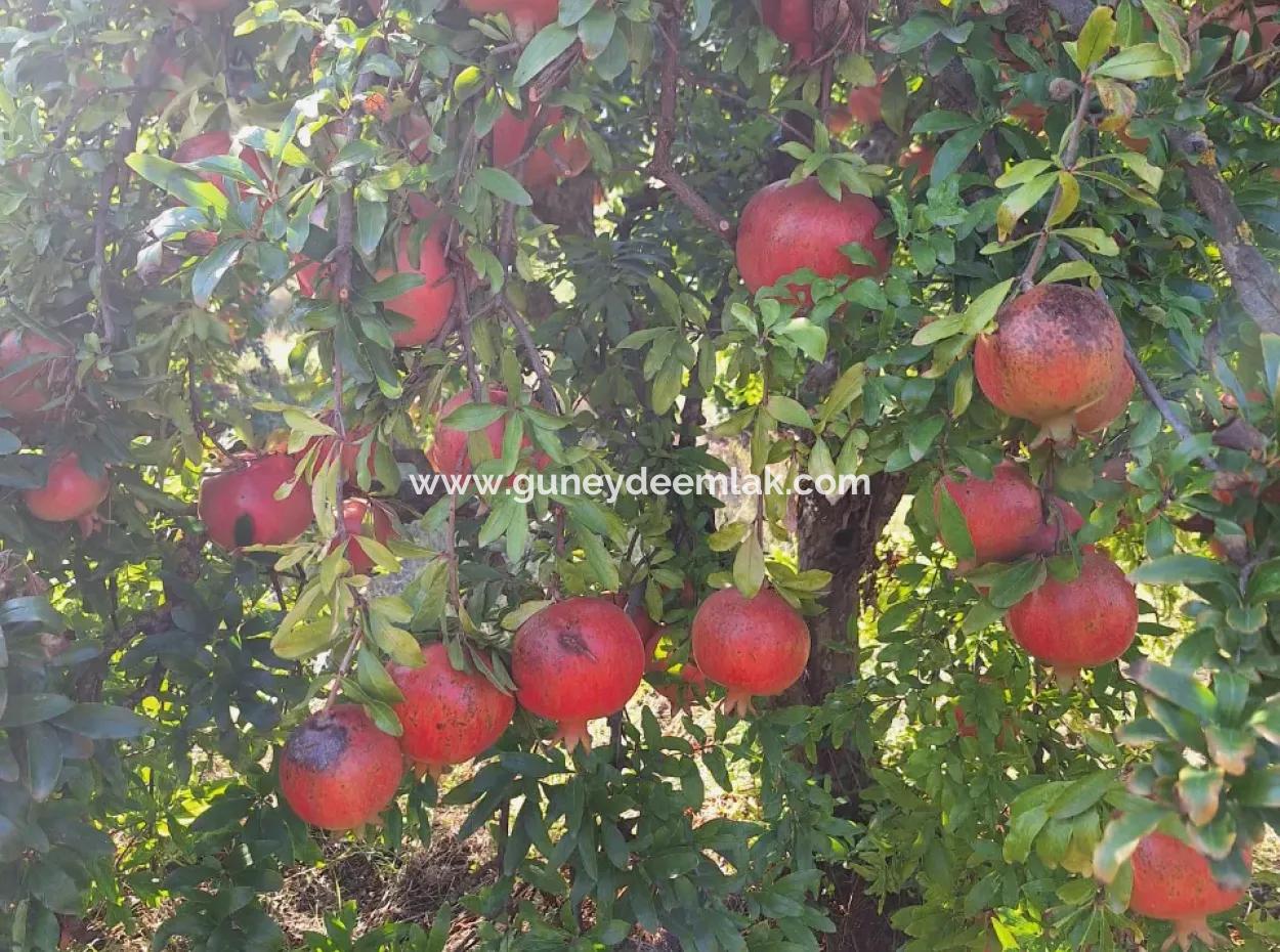 Pomegranate Field With 9831 M2 Share In Ortaca Mergenlide For Sale