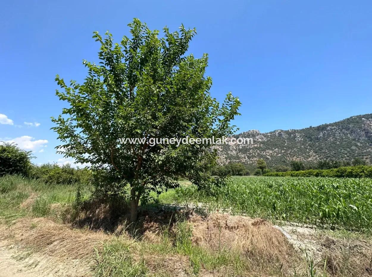 970 M2 Rızai Taksimli Share For Sale In Dalyan
