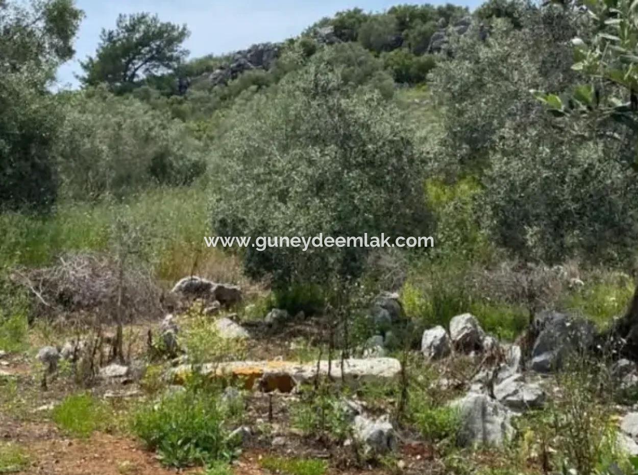 2 932 M2 Contracted Olive Grove For Sale In Ortaca Fevziye