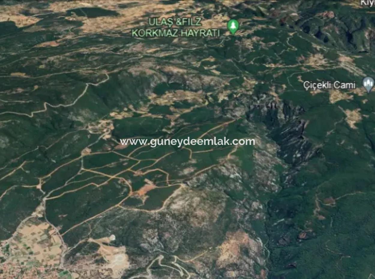25 Acres Of Land In The Forest In Muğla Ula Armutçuk For Sale        