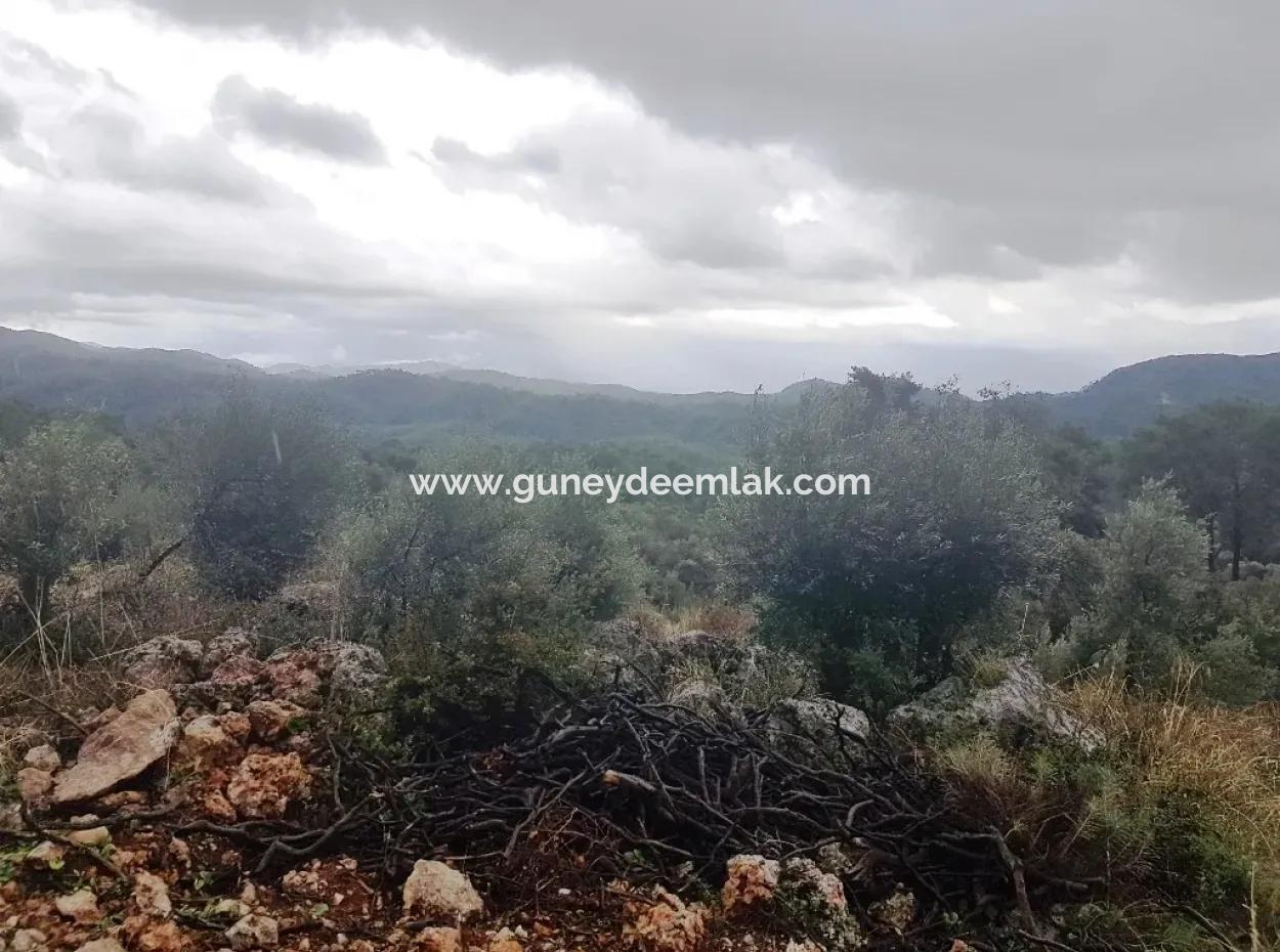 Wildflowers For Sale At Bargain Gocek Inlice