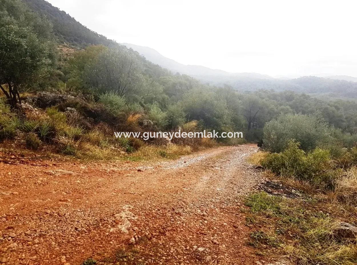 Wildflowers For Sale At Bargain Gocek Inlice