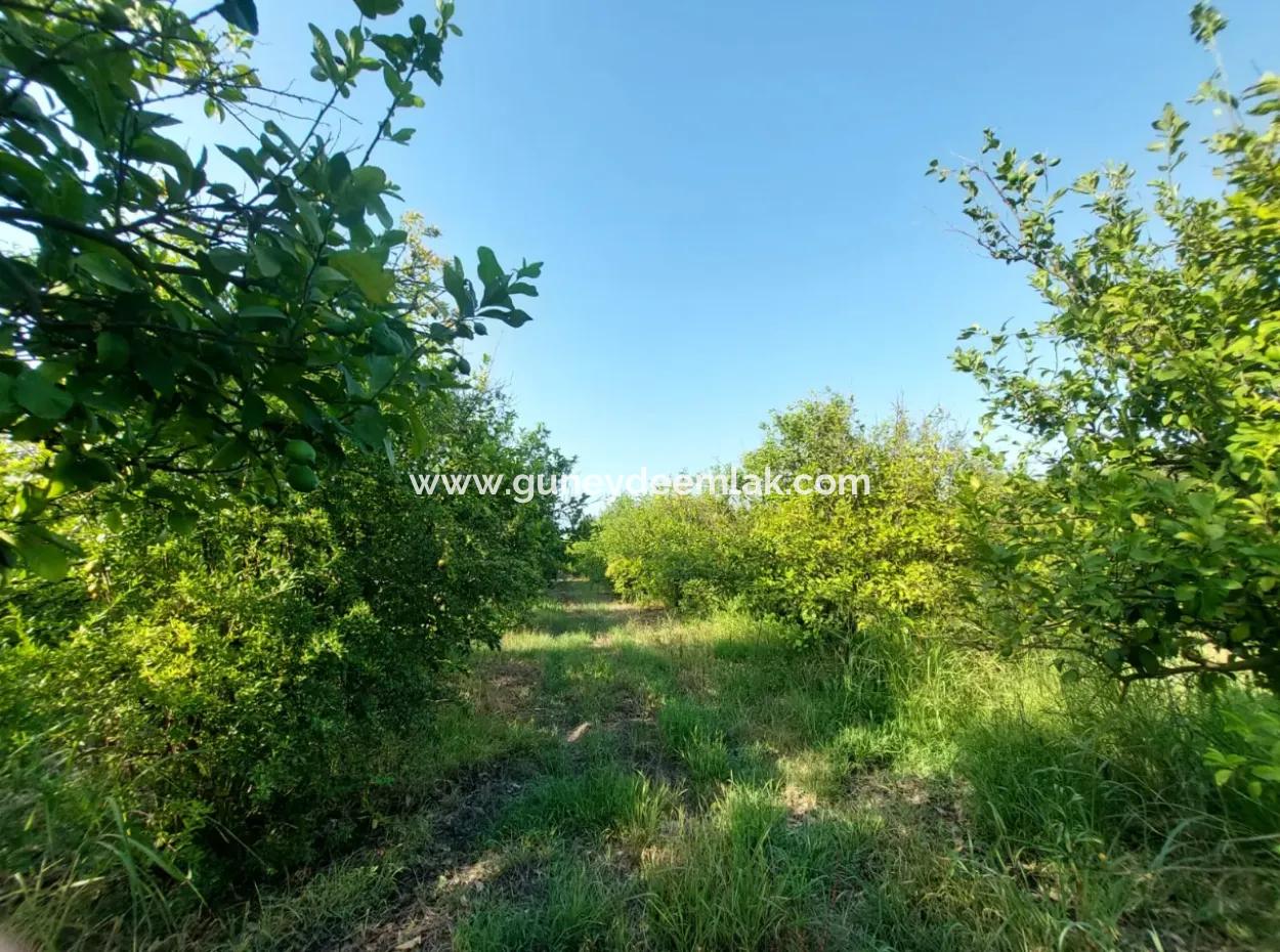 23.000 M² Pomegranate And Lemon Orchard In Muğla Ortaca Tepearası For Sale – Suitable For Agricultural Loan