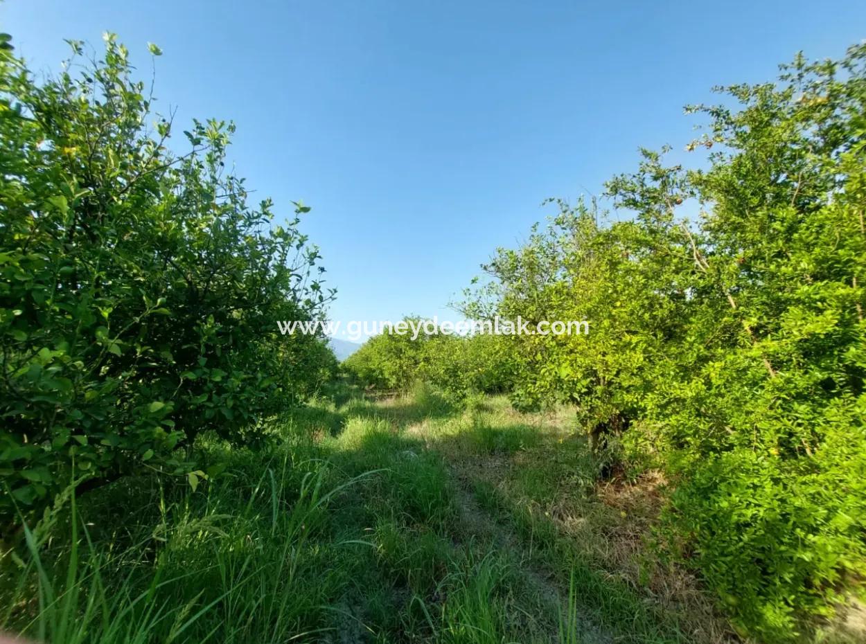 23.000 M² Pomegranate And Lemon Orchard In Muğla Ortaca Tepearası For Sale – Suitable For Agricultural Loan