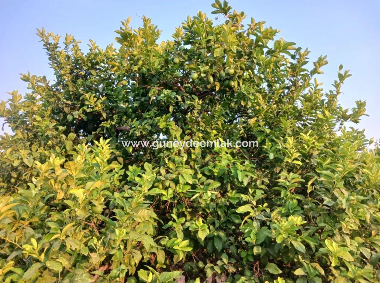 4.000 M2 Lemon Garden For Sale In Ortaca Fevziye
