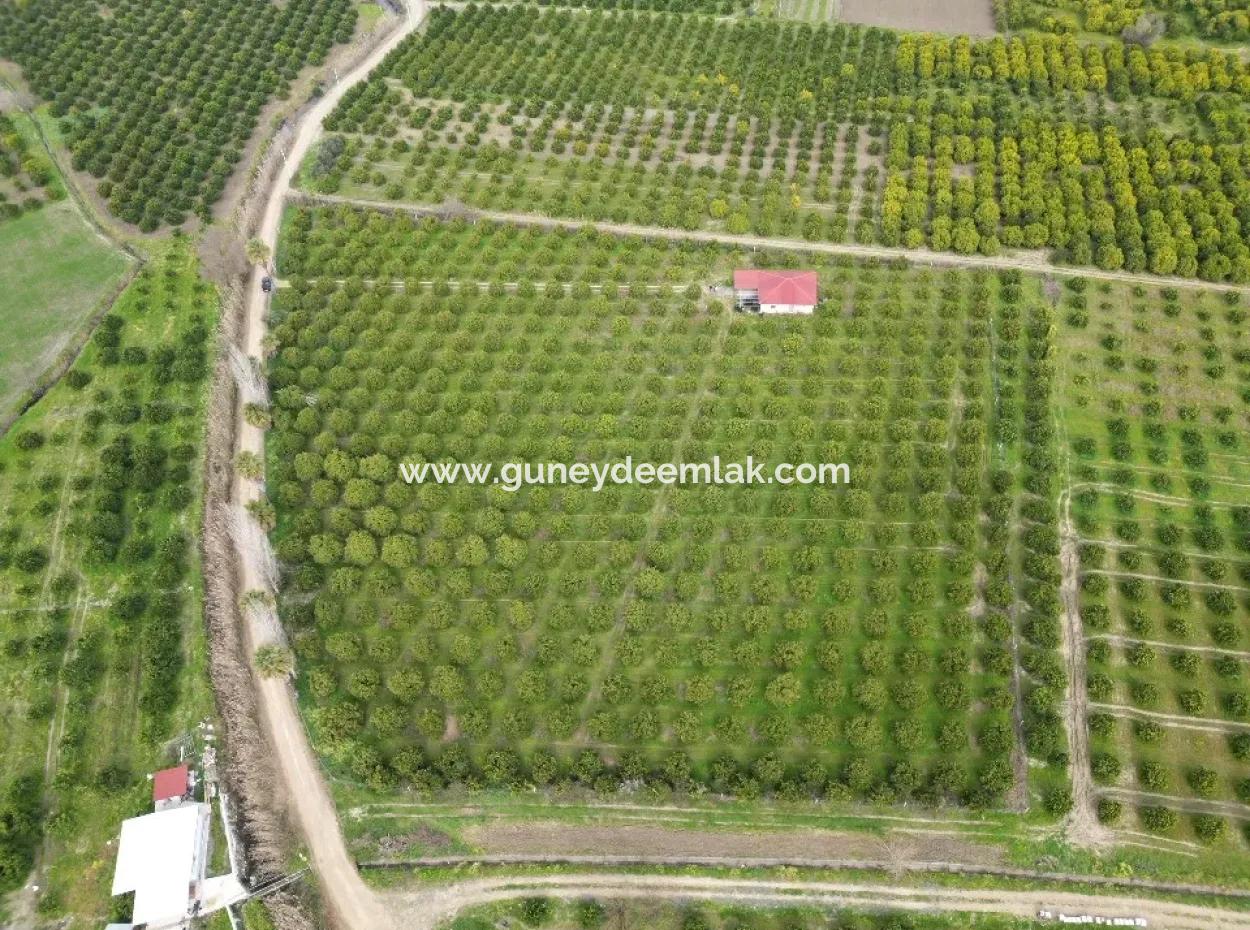 3 1 Village House For Sale In 17.000 M2 Orange Garden In Köyceğiz Toparlar
