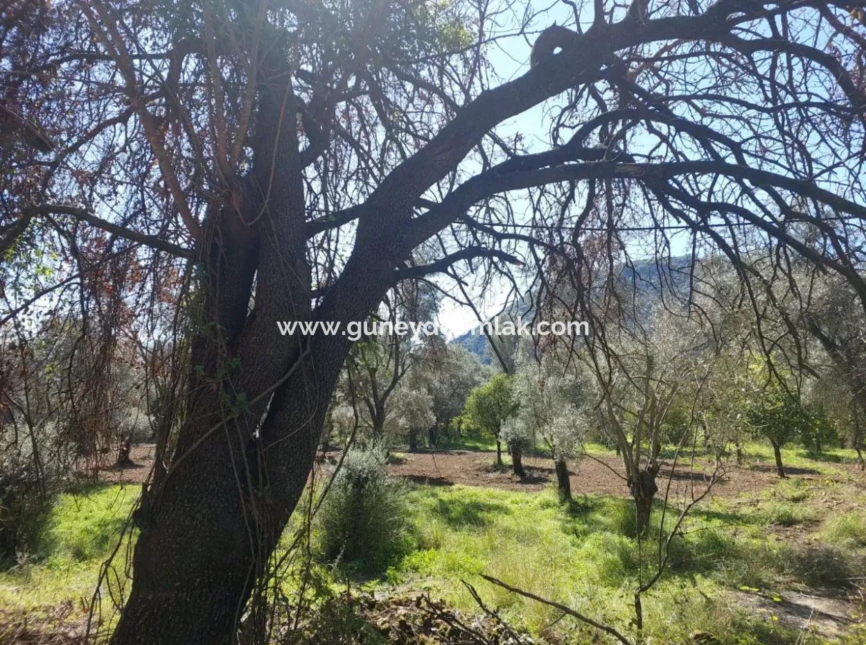 Village House With Lake View And Olive Grove Land For Sale In Köyceğiz Çandır, Muğla