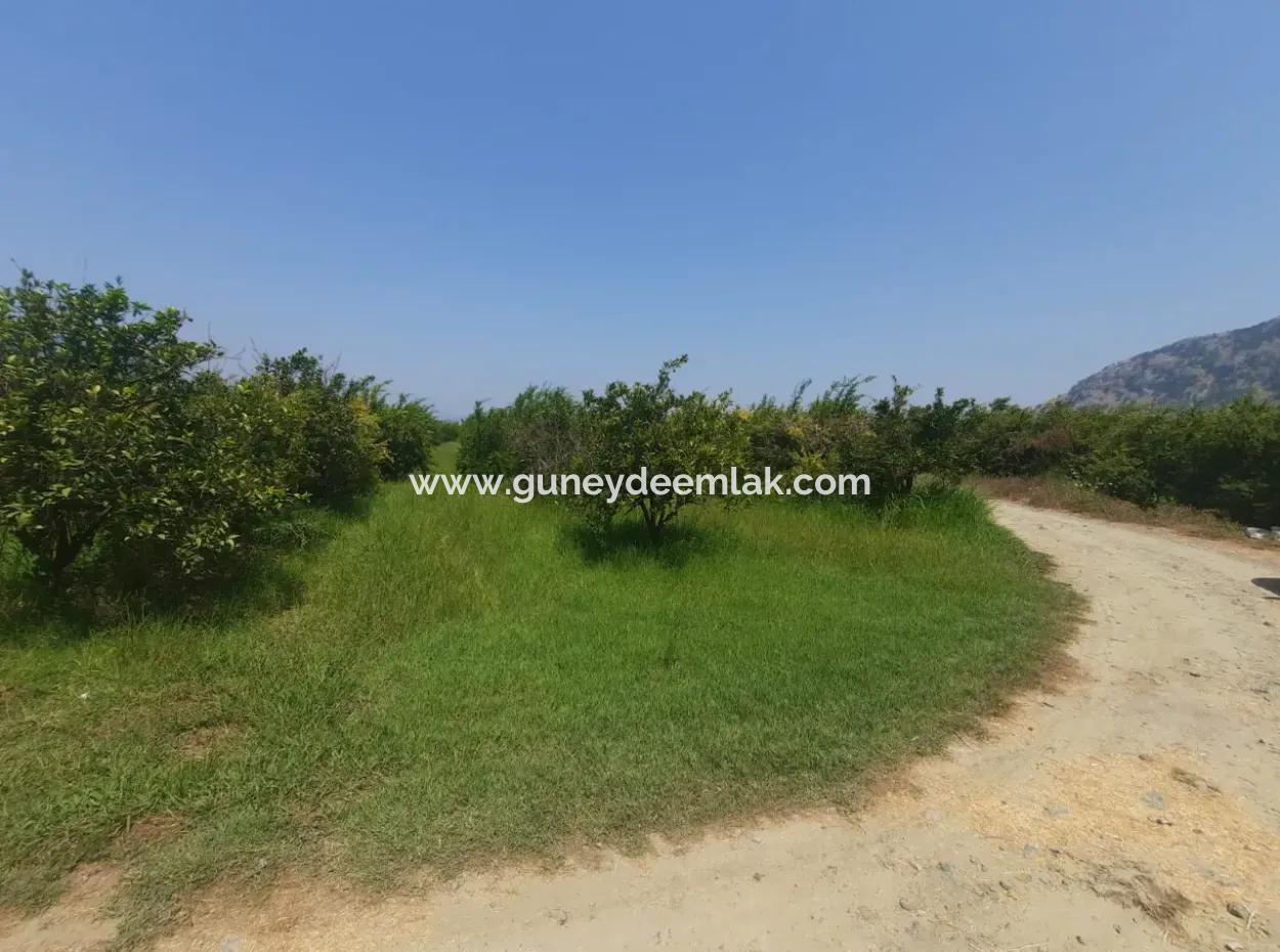 Muğla Dalyanda Mountain Zero, Waterside 10 500 M2 Pomegranate Garden For Sale