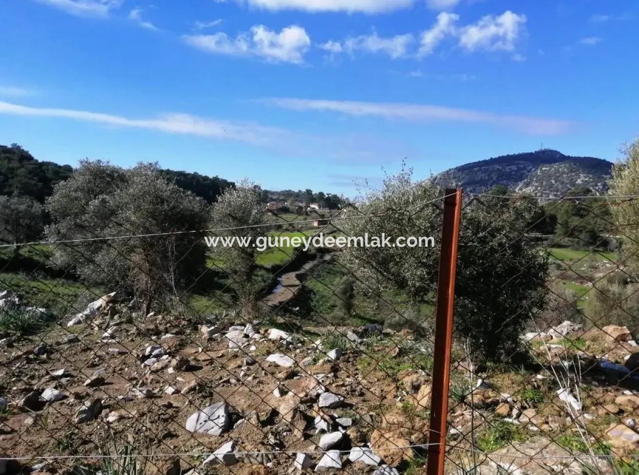 Mugla Ortaca Gokbel Bargain Olive Grove For Sale