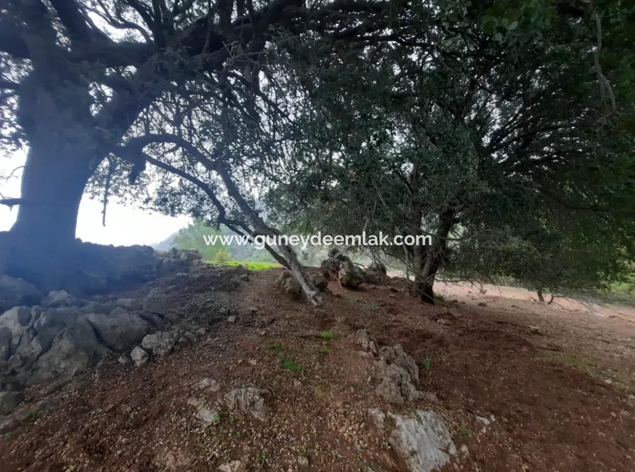 24.000 M2 Detached Land For Sale In Muğla Dalyan Gökbelde Nature