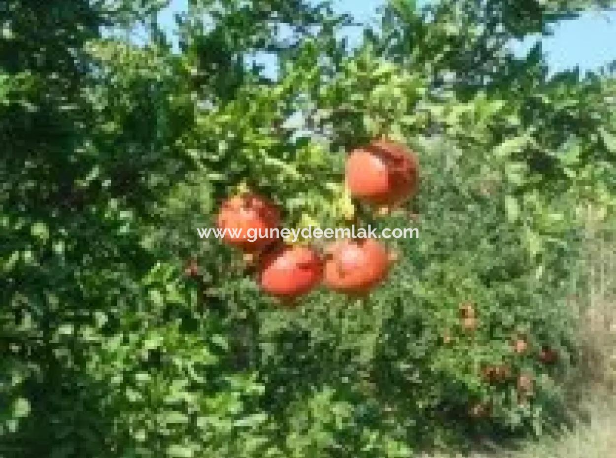 Ortaca, Mergenlide Detached 8.780 M2 Pomegranate Garden For Sale