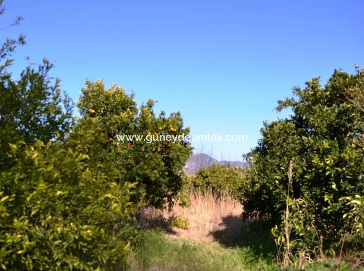 Village House For Sale In Orange Grove And Beyoba