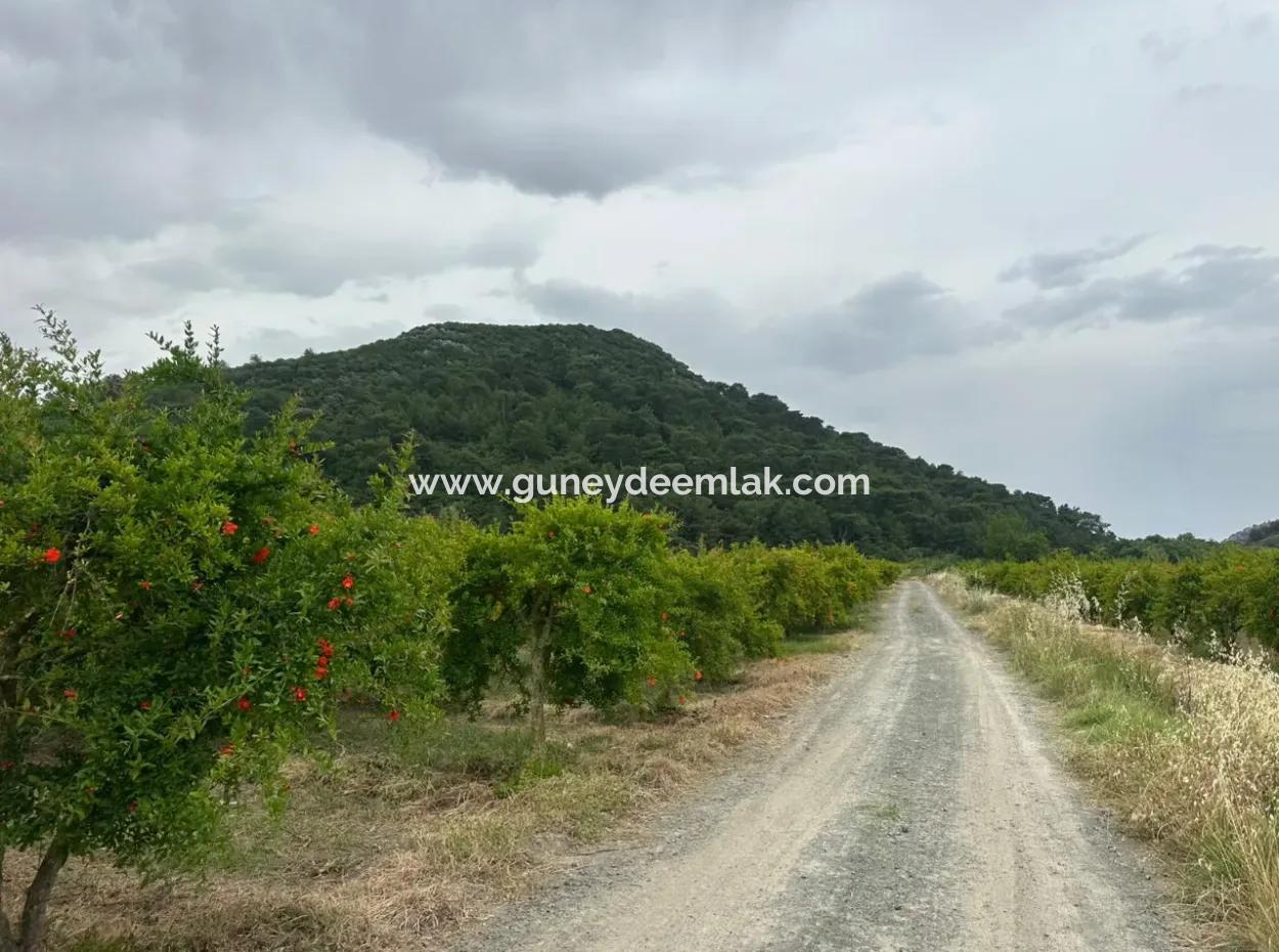 6.250 M² Well-Kept Bargain Pomegranate Garden For Sale In Dalyan, Muğla
