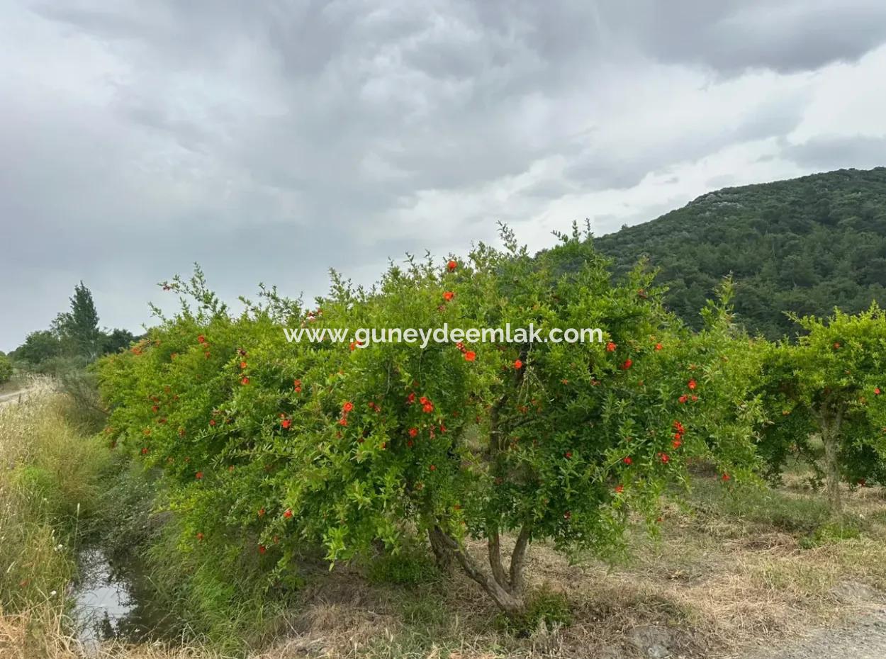 6.250 M² Well-Kept Bargain Pomegranate Garden For Sale In Dalyan, Muğla