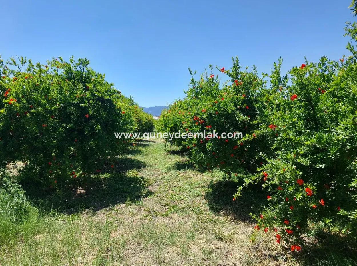 9.000 M2 Pomegranate Garden For Sale In Muğla Ortaca Eskiköy
