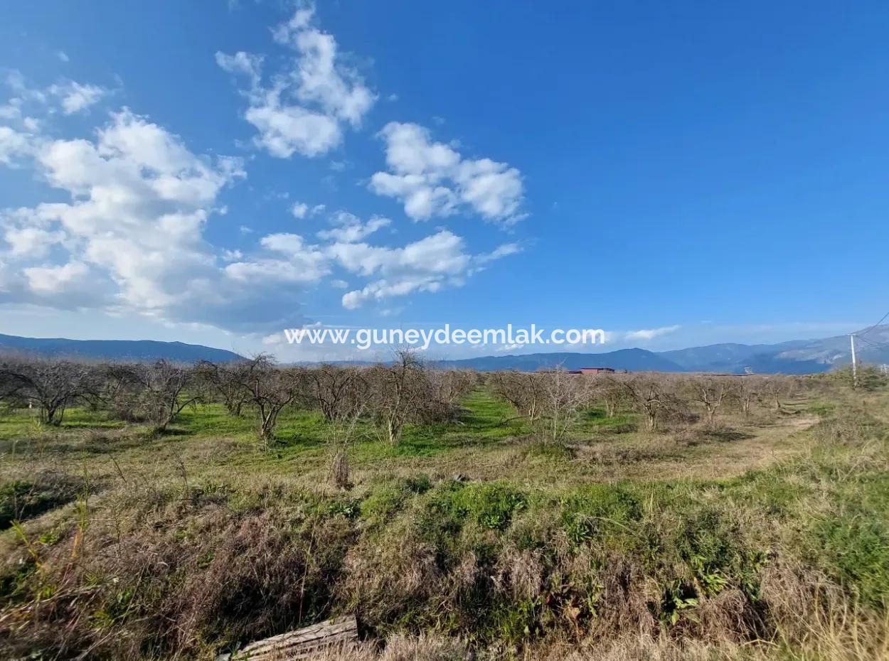 24.800 M2 Investment And Pomegranate Garden Suitable For Agricultural Loan For Sale In Ortaca Tepearası