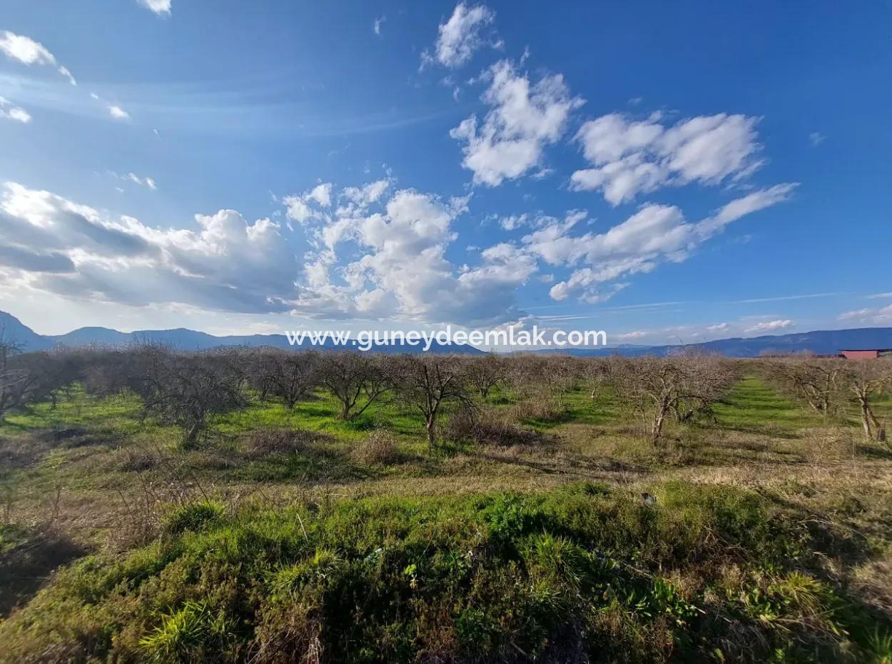24.800 M2 Investment And Pomegranate Garden Suitable For Agricultural Loan For Sale In Ortaca Tepearası