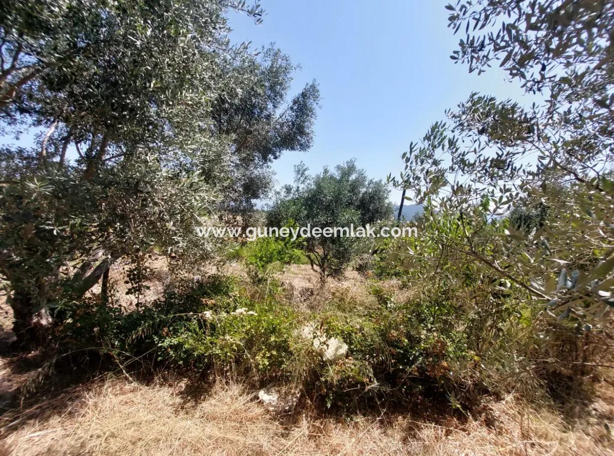 For Sale With A Numbered Building On 2.500M2 Treasury Land In Ortaca Eskiköy