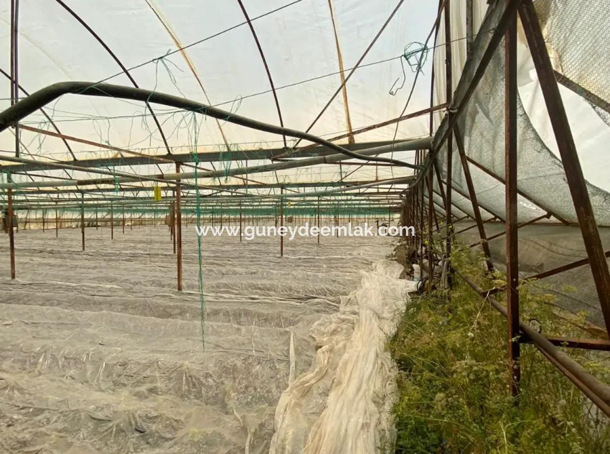 Detached House And Greenhouse For Sale In 5200 M2 Field In Ortaca Eskiköy