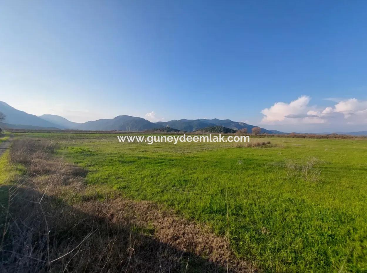 14.500 M² Fertile Land In Ortaca Güzelyurt For Long-Term Rental – Suitable For Animal Husbandry