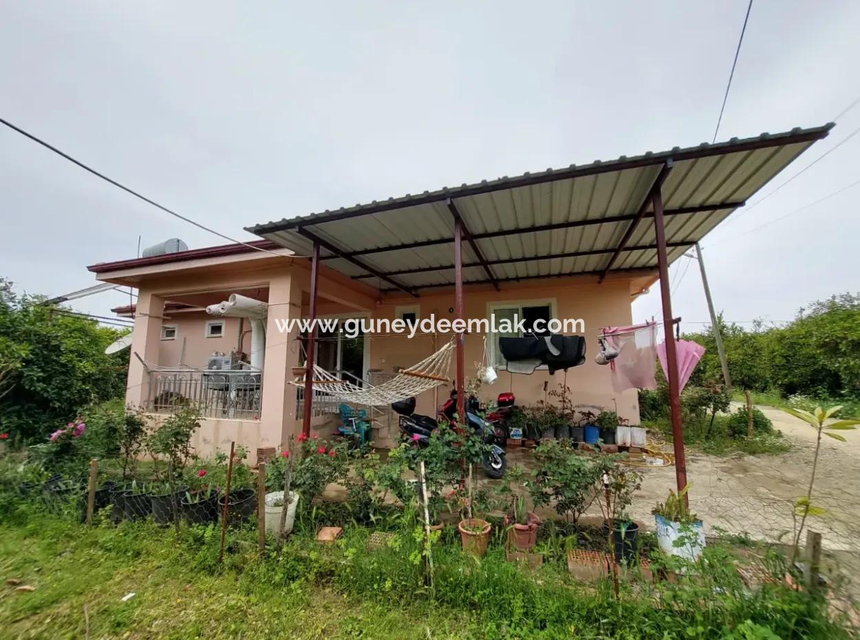 Village House And Farm For Sale On 6.650 M² Fertile Land In Muğla Köyceğiz Poplar