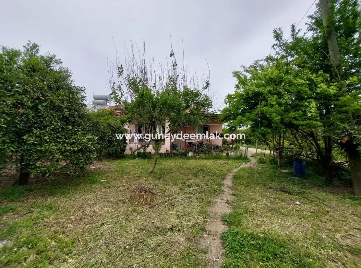 Village House And Farm For Sale On 6.650 M² Fertile Land In Muğla Köyceğiz Poplar