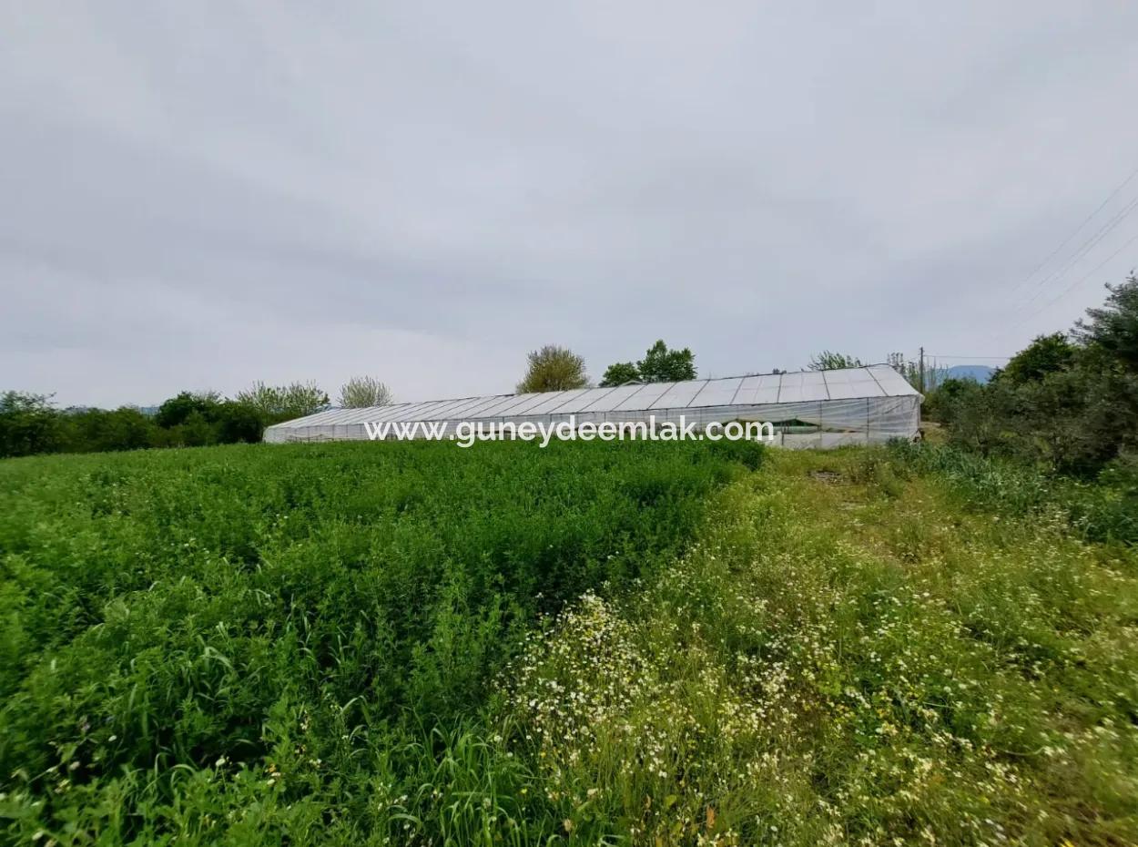 Village House And Farm For Sale On 6.650 M² Fertile Land In Muğla Köyceğiz Poplar