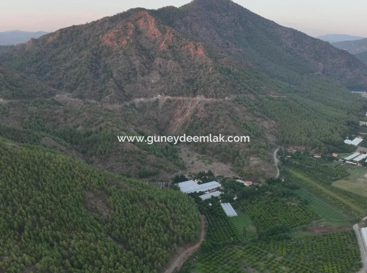 Detached 5.000 M² Lemon Garden With 150 M² Construction Rights In Ortaca Çaylı For Sale Or Exchange
