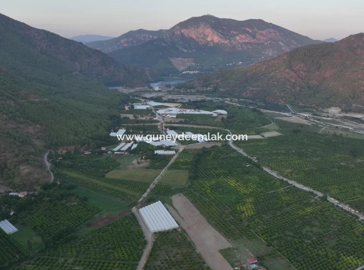 Detached 5.000 M² Lemon Garden With 150 M² Construction Rights In Ortaca Çaylı For Sale Or Exchange