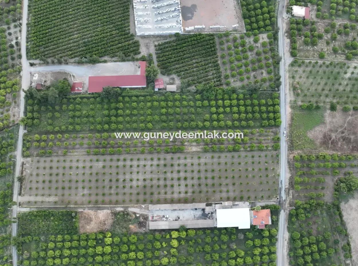 Detached 5.000 M² Lemon Garden With 150 M² Construction Rights In Ortaca Çaylı For Sale Or Exchange
