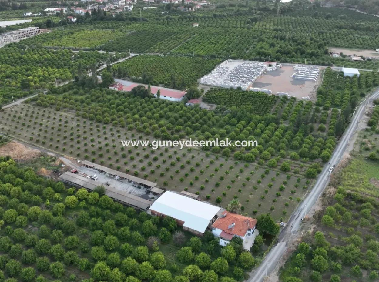 Detached 5.000 M² Lemon Garden With 150 M² Construction Rights In Ortaca Çaylı For Sale Or Exchange