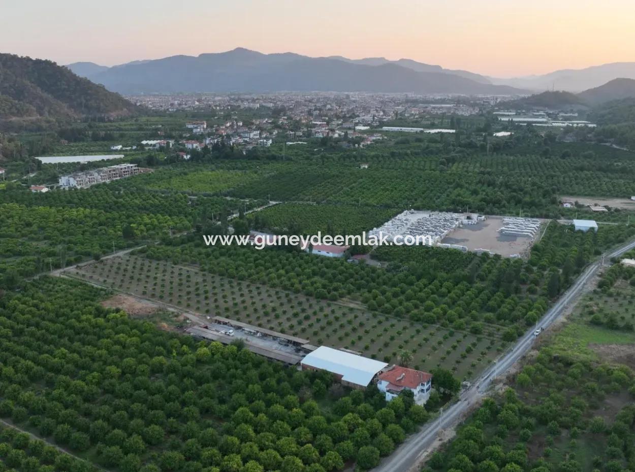 Detached 5.000 M² Lemon Garden With 150 M² Construction Rights In Ortaca Çaylı For Sale Or Exchange