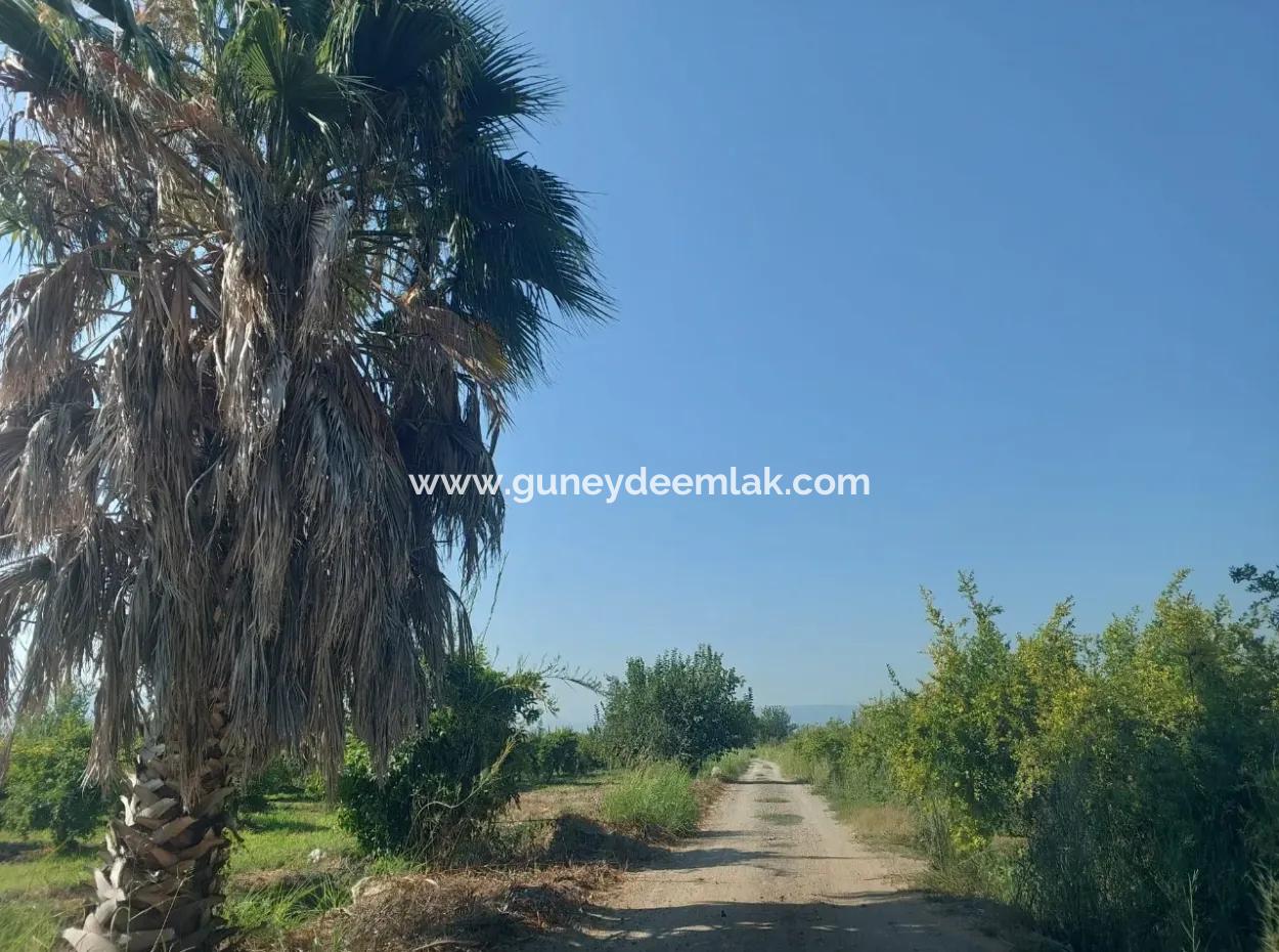 73,500 M² Pomegranate Garden Suitable For Investment In Ortaca Dalyan For Sale