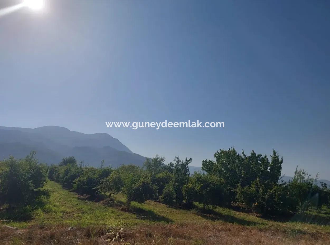 73,500 M² Pomegranate Garden Suitable For Investment In Ortaca Dalyan For Sale