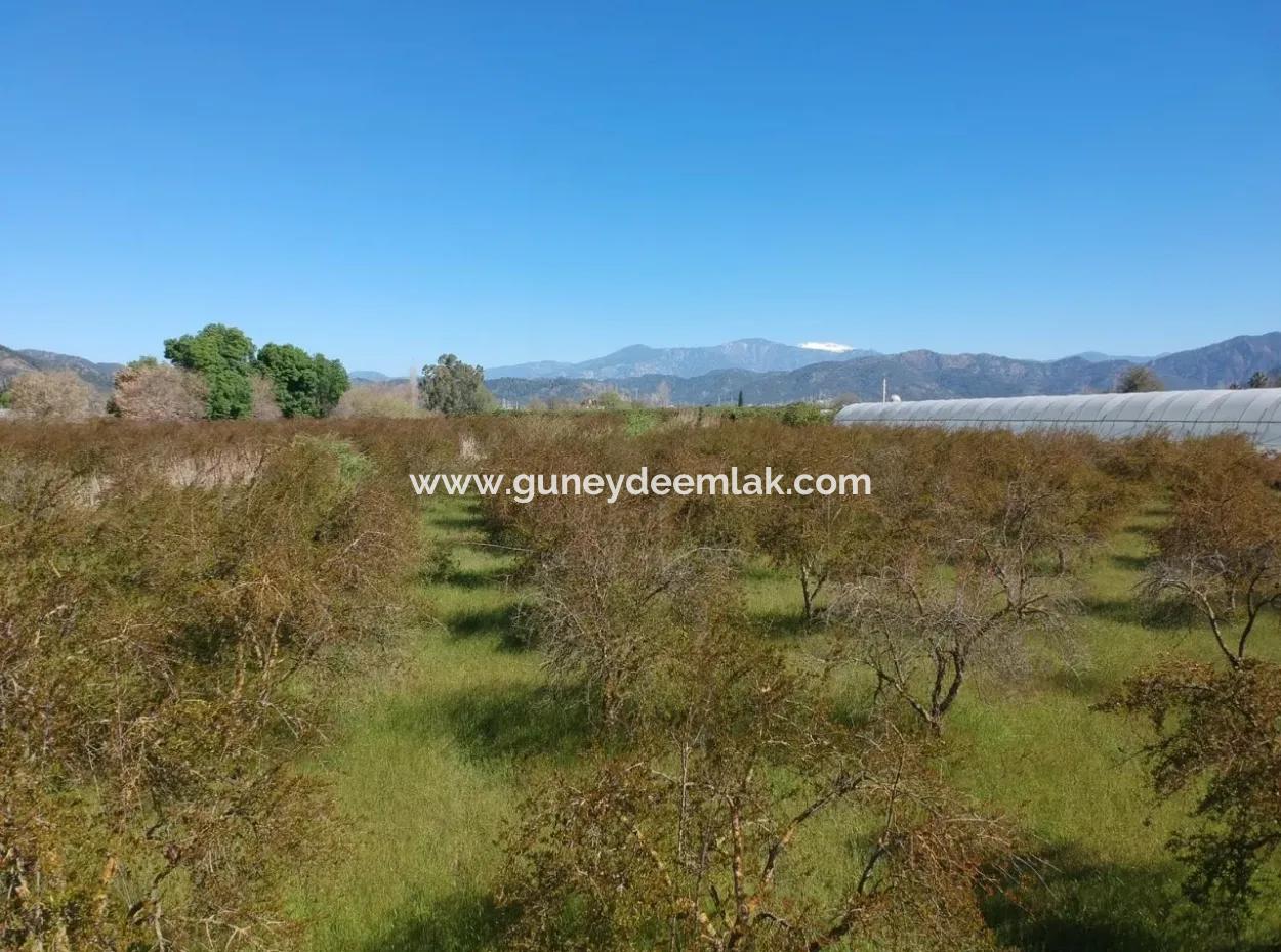 For Sale Bargain Ortaca In The Pomegranate Gardens